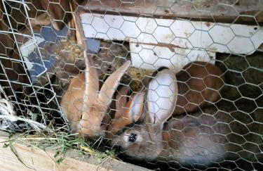 Koperkowe Rancho Beskid Wyspowy Domek Małopolskie KAMIONNA - Foto 66