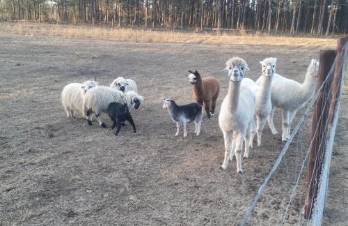 Domek z tarasem - Foto 16