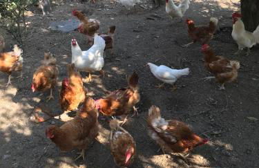 Quinta de Varzielas - Agroturismo - Foto 8