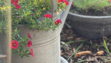 CALM HOME 3-Zimmer mit Wintergarten - Foto 2, Garden, Garden view