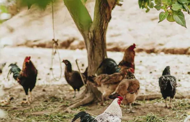 Hotel Portal de Gravatá - Foto 11