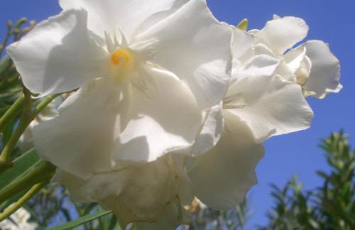 Quintinha dos Cedros - Foto 19