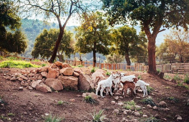 Agriturismo Camisadu - Foto 47