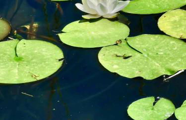 Casa do Faial - Braga - Foto 38