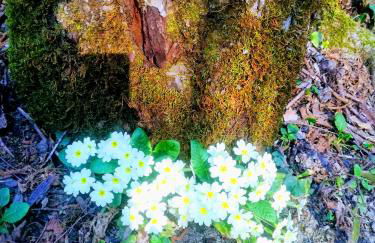 Agriturismo Malvista - Foto 23