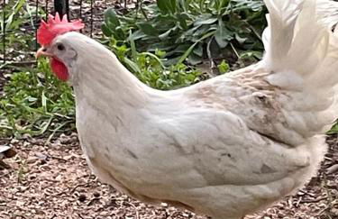 Le Mas de Cocody - Foto 19