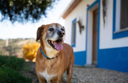 Casas de Campo do Castro da Cola - Foto 22