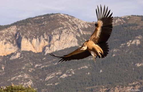 Allotjament Rural Solsona - Photo 46