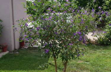 Repanidi Apartment D / Ρεπανίδι Διαμέρισμα Δ - Foto 46