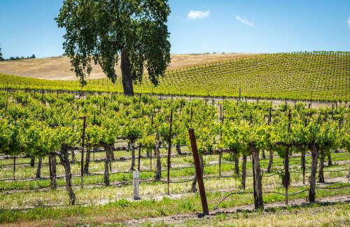 Hilltop Oasis - Foto 33