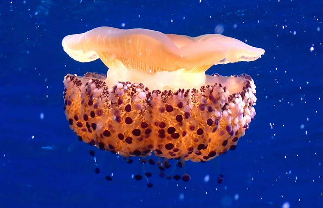 Snorkel en Puerto Addaya - Foto 8