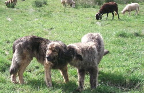 Quinta do Pé Longo - Serra da Estrela - Foto 35
