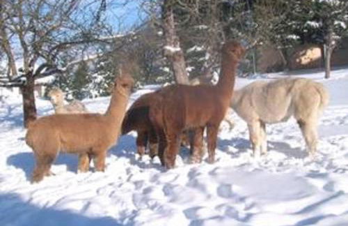 Ferienhaus Alpaka Glück - Foto 41