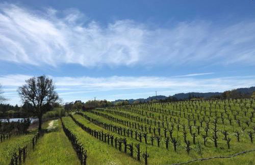 Modern Wine Country Home on 10 acres with vineyard - Foto 15