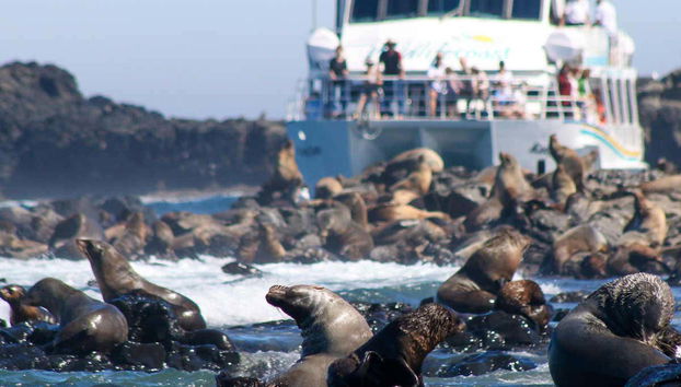Balade en bateau avec observation d'otaries