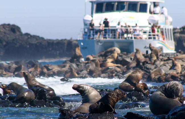 Observation d'otaries - Photo 3
