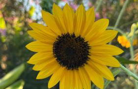 Arrebol Suite con Jacuzzi, piscina y naturaleza - Foto 16