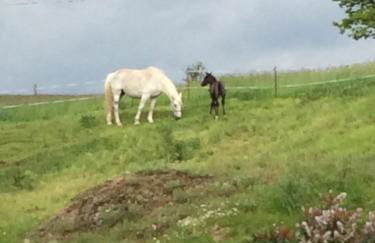 Ferienwohnungen "Am Mühlteich" - Photo 47