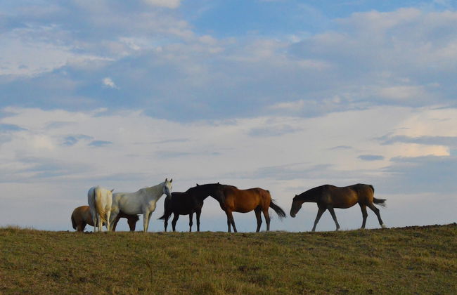 Tenuta I Mandorli - Foto 36