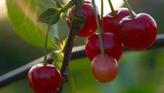 Kirschpfad zur Lühe - Photo 2