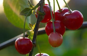 Kirschpfad zur Lühe - Photo 2