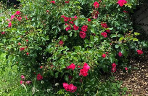 Little Linney - Sleeps 2 - Garden - Wifi - Parking - Photo 59