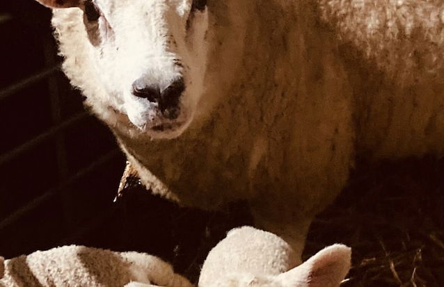 Gratton Grange Farm Holiday Cottage - Foto 38