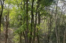 Apartamentos El Bosque De Cubas - Foto 10