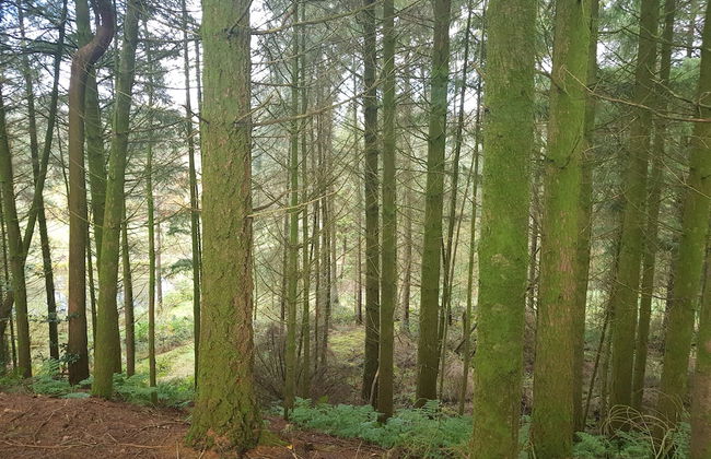 3 Bedroom Cottage - Hot Tub, Garden, Parking - Foto 22