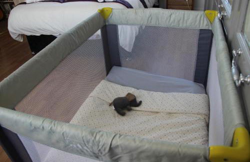 Dolphin House - Foto 39