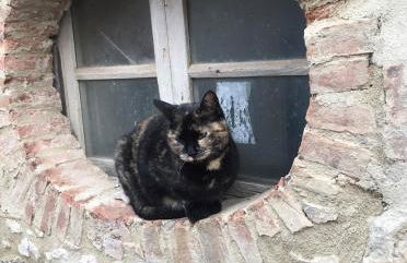 Rosa di Maggio - Foto 20