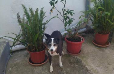 Trikeri traditional cozy house - Photo 33