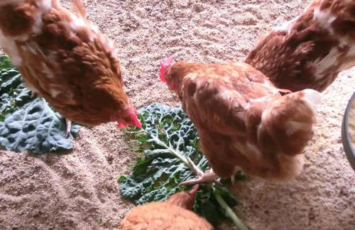 Apartamento en pleno Montseny Mas Romeu Turisme Rural - Foto 45