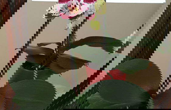 Villa Bolhão Apartamentos - Photo 37