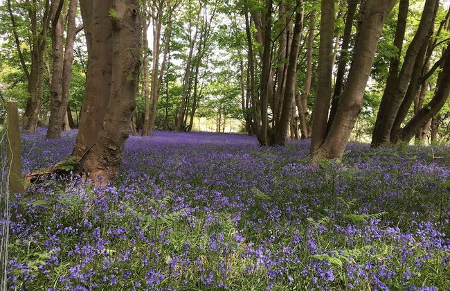 Fern Cottage Yoxford Suffolk - Whole House - Foto 34