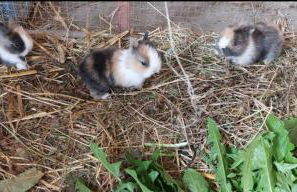 Ferienhof Broger FeWo Bergblickle mit Pool - Foto 25