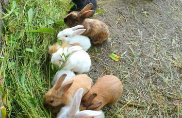 Bensdorfer Mühle - Auszeit in Brandenburg - Foto 16