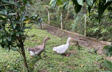 AMPLA CASA DE CAMPO - Afaven - Photo 62