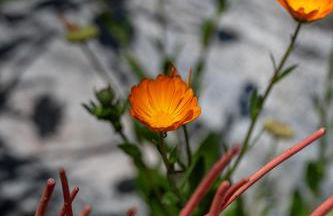 Newly remodeled home w pool & private back yard - Foto 21