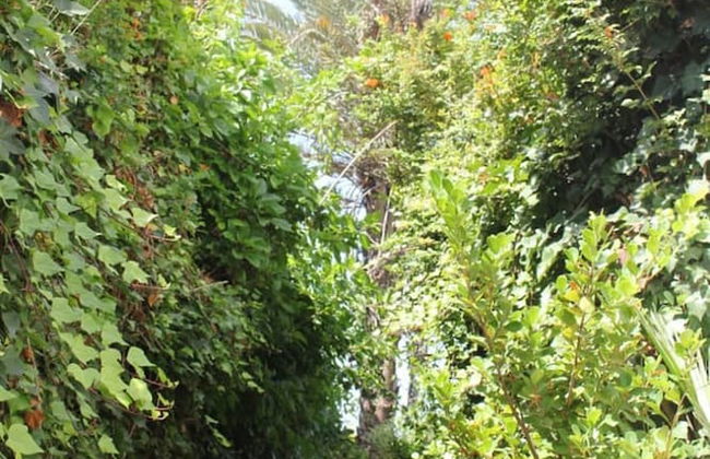 Maison Etoile De Mer 2 - Photo 17