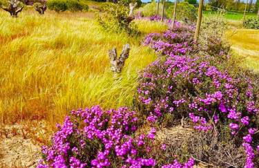 Modern Farmhouse AYO South of Melides - Foto 27