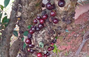 Chácara com acesso à represa - Foto 49