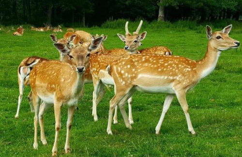 Sielanka Dom na Mazurach - Foto 56