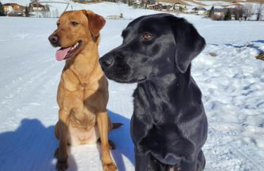 Ferienwohnung Pfitschtal - Foto 17