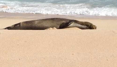 Location Location, By golf and beach - Foto 4