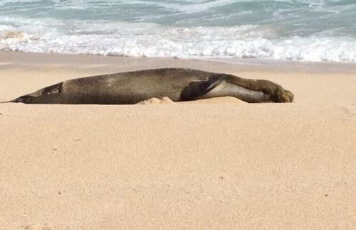 Turtle Bay Perfect Family Destination near beach - Foto 6