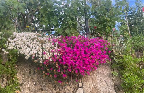 Quinta do Sonho - Foto 37