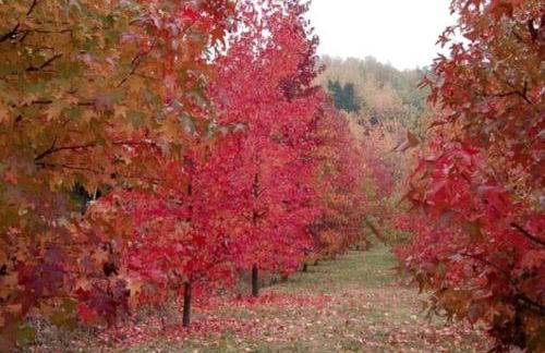 Casa intera tra le colline e le vigne del Dolcetto - Foto 8