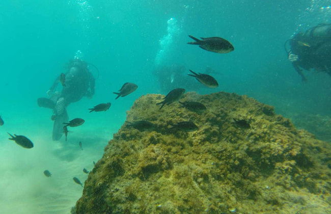 Beginner's Scuba Dive in Tarragona - Photo 4