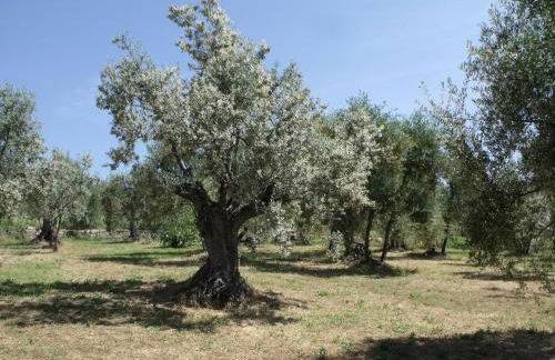 Agriturismo IL VIAIO - Foto 93